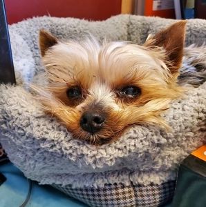 Meet your Posher, Rachel